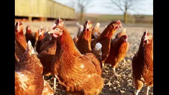 Bird flu found on egg farm in Victoria, Australia.