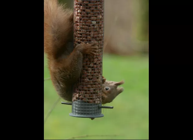 Initiative aims to boost numbers of red squirrels in western Scotland.