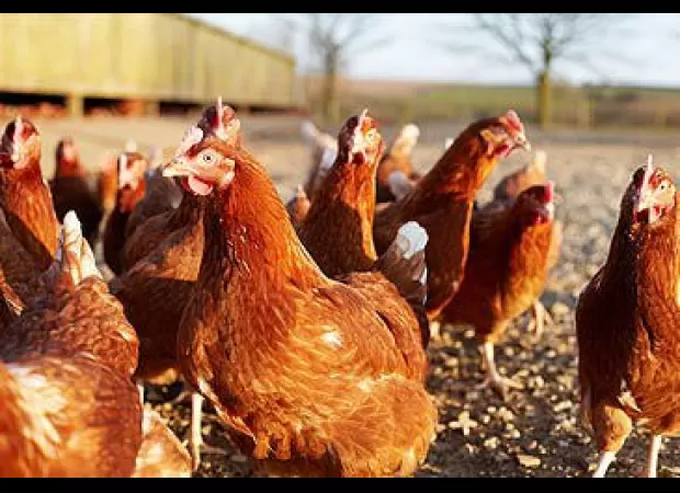 Bird flu found on egg farm in Victoria, Australia.