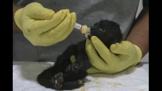 Killer heat wave causing death of monkeys still clutching their infants.