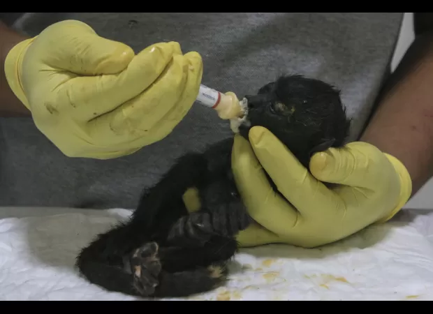 Killer heat wave causing death of monkeys still clutching their infants.