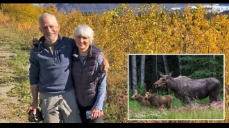 A mother moose fatally attacks a man who was attempting to photograph her new calves.