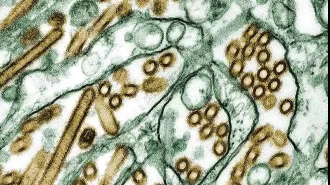 Risk of new bird flu case is low, but it is spreading to other countries.
