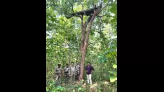 Officials start counting elephants in Nayagarh and Boudh.