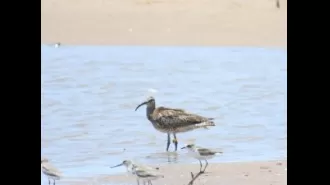 Monitoring the voyage of Merlène: A remarkable whimbrel's migration through multiple continents.