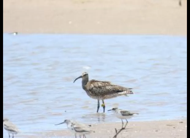 Monitoring the voyage of Merlène: A remarkable whimbrel's migration through multiple continents.