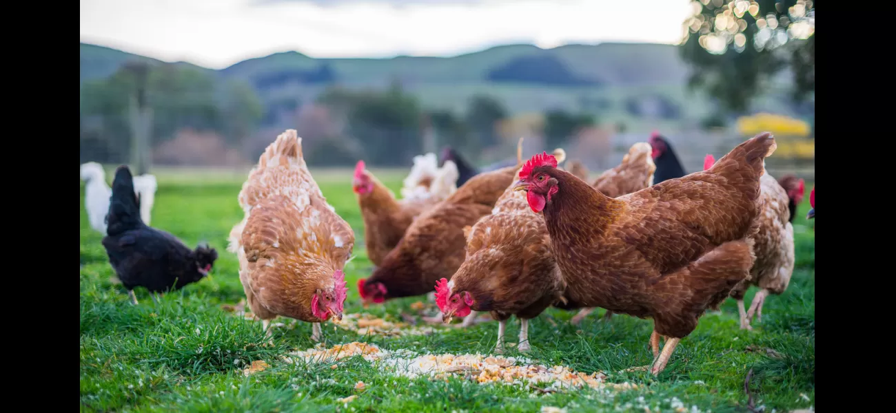 Second poultry farm infected with Victorian bird flu, adding to growing concern over the spread of the virus.