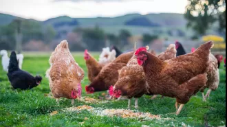 Second poultry farm infected with Victorian bird flu, adding to growing concern over the spread of the virus.