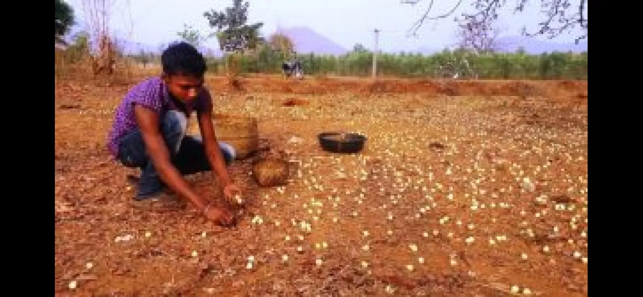 Tribal community suffers from urgent Mahua sale