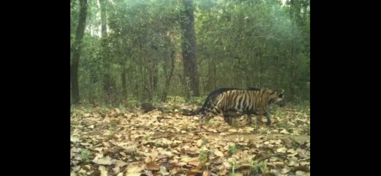 Typical and fake black tiger cubs stroll together in Similipal.