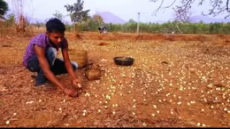 Tribal community suffers from urgent Mahua sale