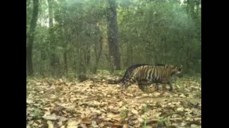 Typical and fake black tiger cubs stroll together in Similipal.