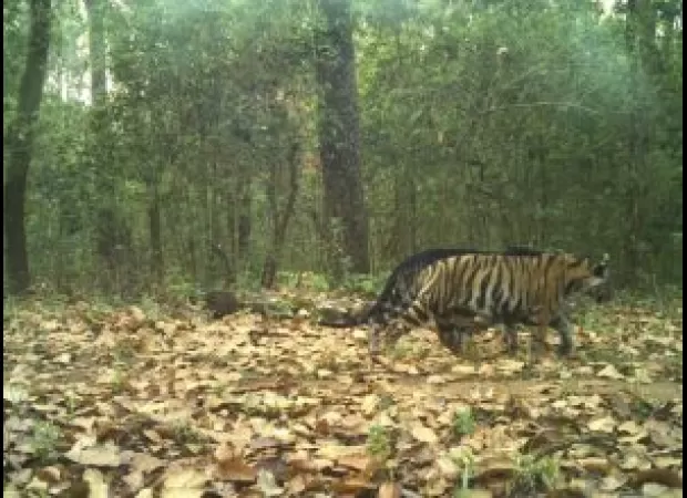 Typical and fake black tiger cubs stroll together in Similipal.