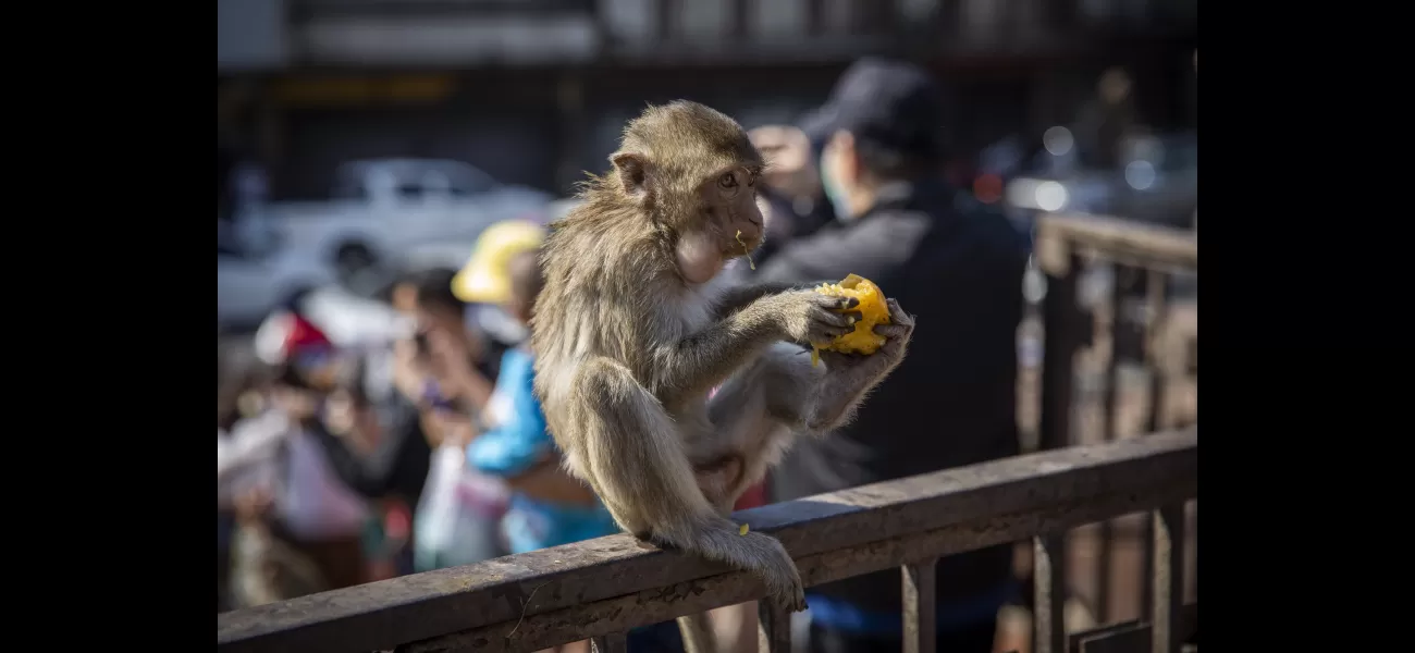 People in Thailand's town are fed up with monkeys and are trying to find a way to get rid of them.