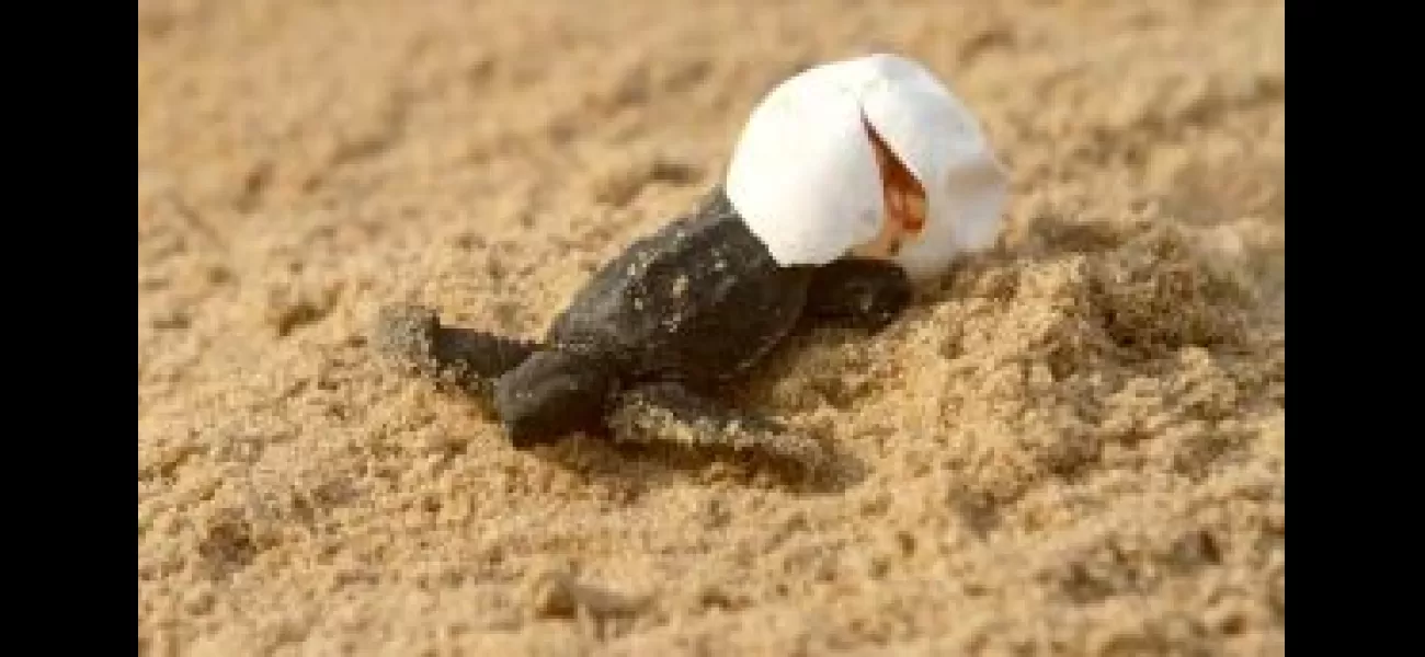 Newborn Olive Ridley turtles hatch without their mother in Kendrapara, Odisha.