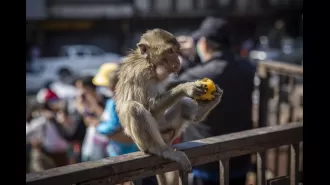 Residents in a Thai town are upset about the monkeys and plan to remove them.