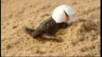 Newborn Olive Ridley turtles hatch without their mother in Kendrapara, Odisha.