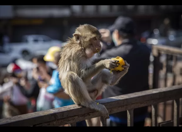 Thai community infuriated by monkeys devises strategy to relocate them.
