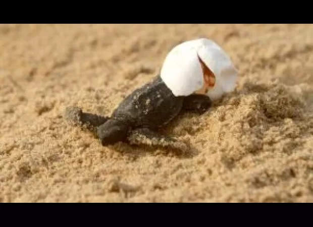 Newborn Olive Ridley turtles hatch without their mother in Kendrapara, Odisha.