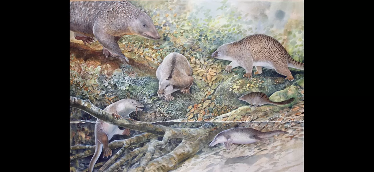 Fossil reveals hybrid of platypus and echidna.
