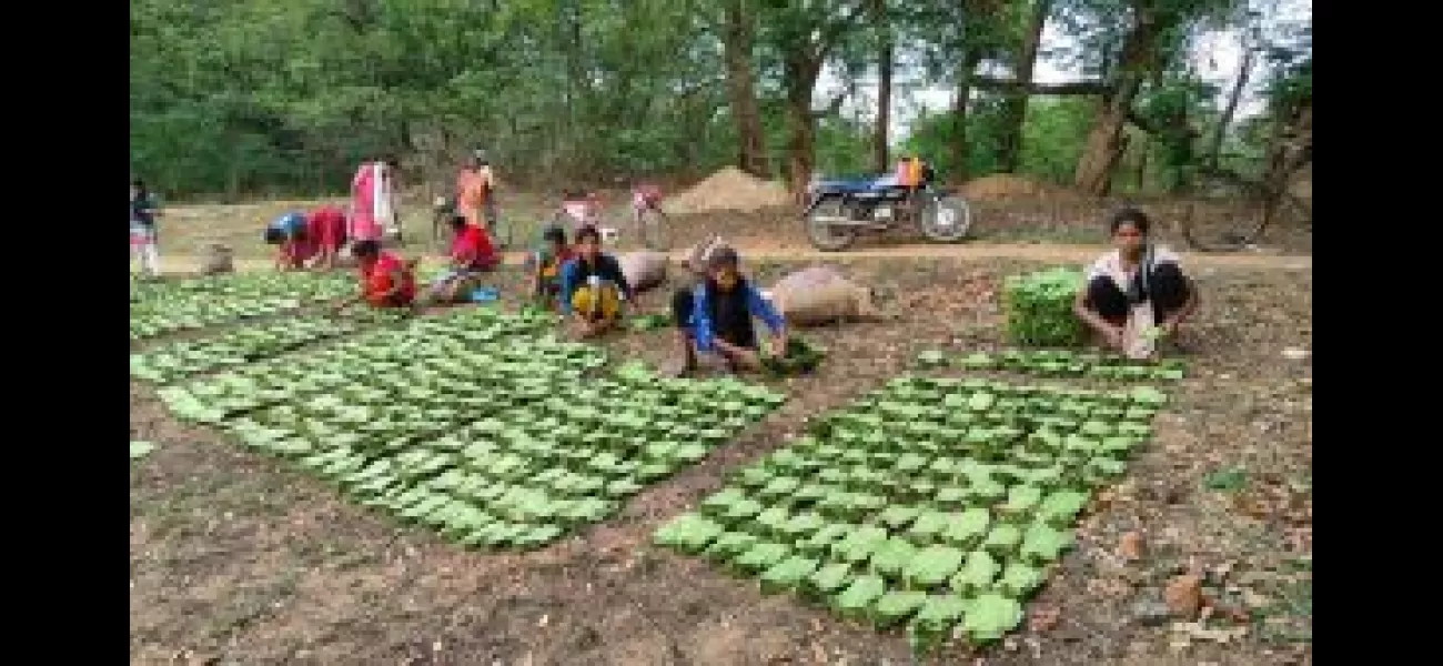 Kendu leaf pickers claim unequal bonuses