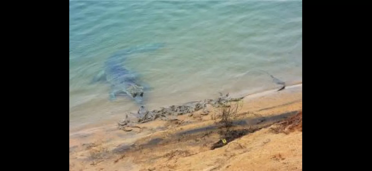 Satkosia gorge welcomes 35 new gharial hatchlings.