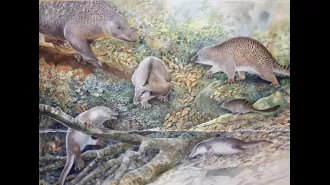 Fossil reveals hybrid of platypus and echidna.