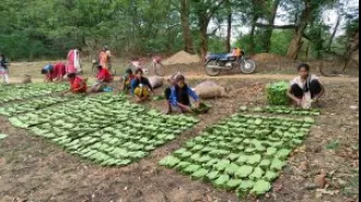Kendu leaf pickers claim unequal bonuses