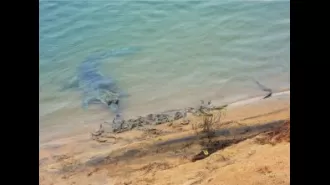 Satkosia gorge welcomes 35 new gharial hatchlings.
