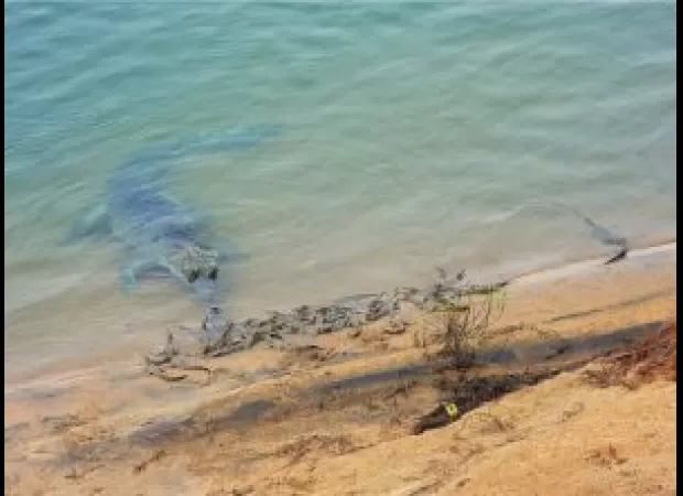 Satkosia gorge welcomes 35 new gharial hatchlings.