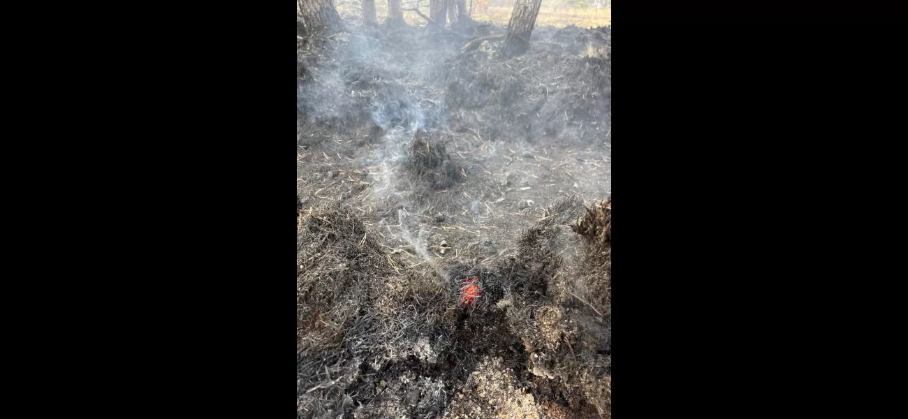 Signs of recovery seen at Corrimony Nature Reserve a year after being damaged by a wildfire.