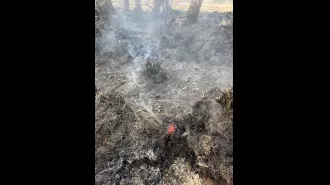 Signs of recovery seen at Corrimony Nature Reserve a year after being damaged by a wildfire.