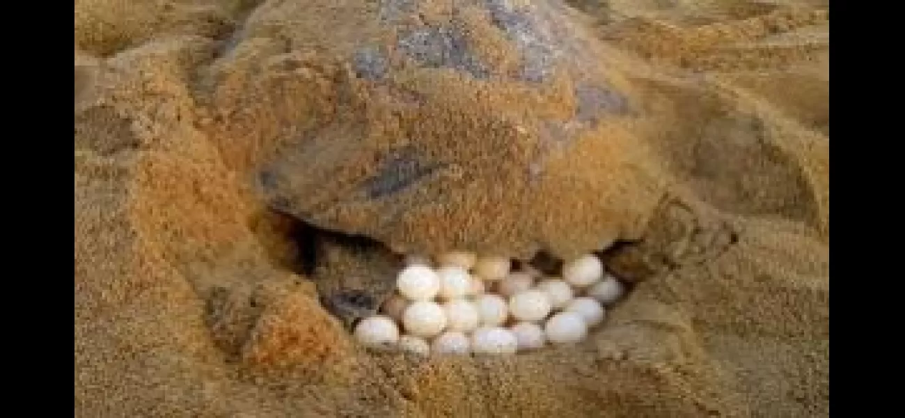 The storm Remal causes destruction for Olive Ridley turtle eggs and young ones.