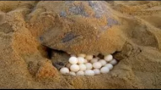 The storm Remal causes destruction for Olive Ridley turtle eggs and young ones.