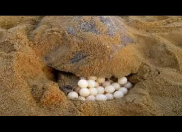 The storm Remal causes destruction for Olive Ridley turtle eggs and young ones.