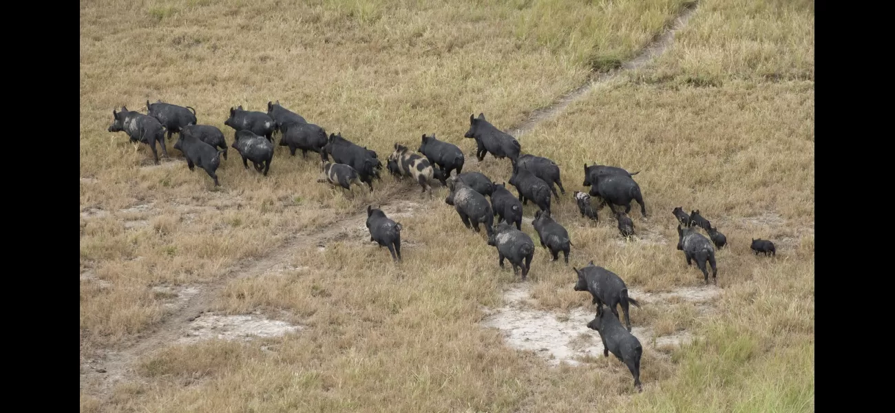 Farmers are reporting that enormous 100kg pigs are causing damage to their crops and even killing calves.