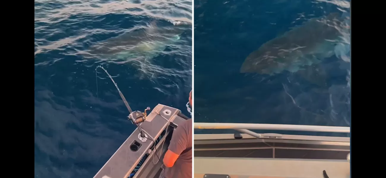 A large great white shark was spotted swimming around a fishing boat near the coast of New South Wales.
