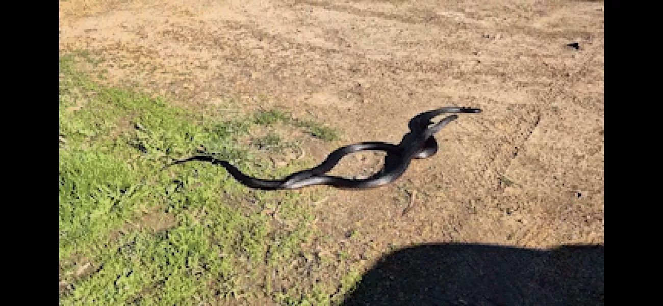 Two big snakes caught on film fighting in Melbourne during strange weather conditions.