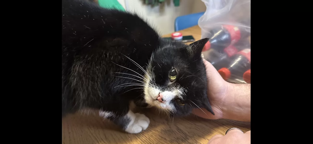 After nine years, we found our missing cat in a funny place and still joke about it.