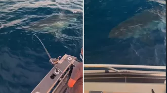 A large great white shark was spotted swimming around a fishing boat near the coast of New South Wales.