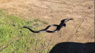Two big snakes caught on film fighting in Melbourne during strange weather conditions.