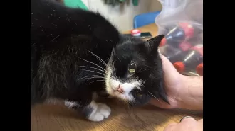 After nine years, we found our missing cat in a funny place and still joke about it.