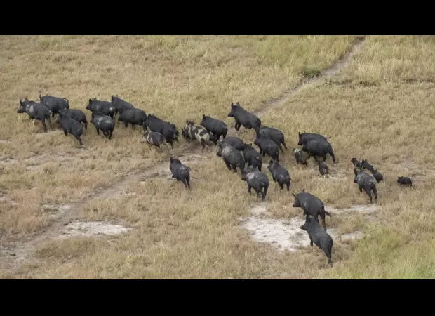 Farmers are reporting that enormous 100kg pigs are causing damage to their crops and even killing calves.