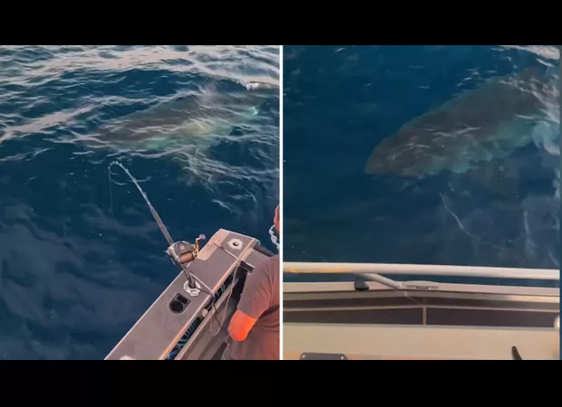 A large great white shark was spotted swimming around a fishing boat near the coast of New South Wales.