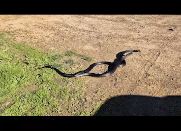 Two big snakes caught on film fighting in Melbourne during strange weather conditions.