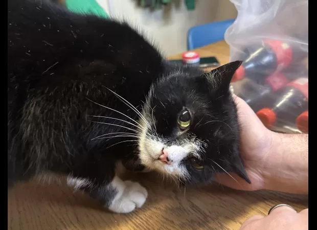 After nine years, we found our missing cat in a funny place and still joke about it.