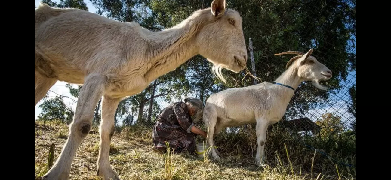 2019 was a successful year for Australian goat farmers due to high overseas demand for their products.