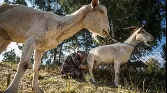 2019 was a successful year for Australian goat farmers due to high overseas demand for their products.
