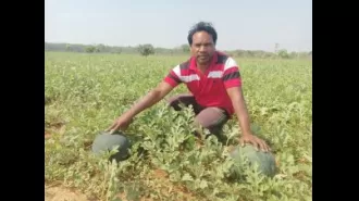 'WADI' initiative improves quality of life for forward-thinking tribal farmers.