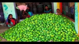 Despite the season, mango farmers are making money.